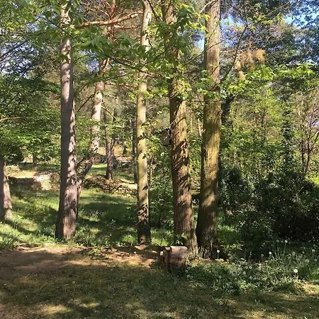 Im Wald An Der Weinstrasse