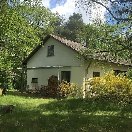 Im Wald An Der Weinstrasse