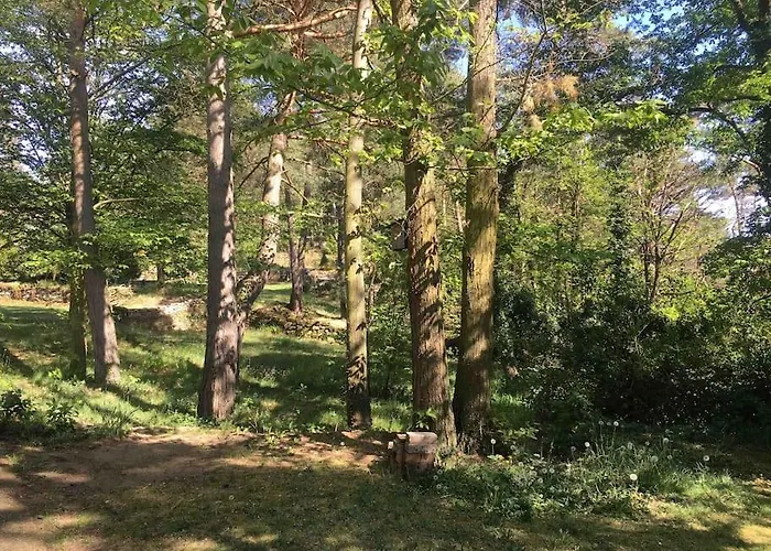 Im Wald An Der Weinstrasse